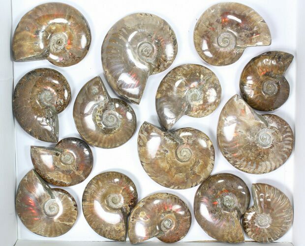 Lot: kg Iridescent, Red Flash Ammonites (-) - Pieces #82479